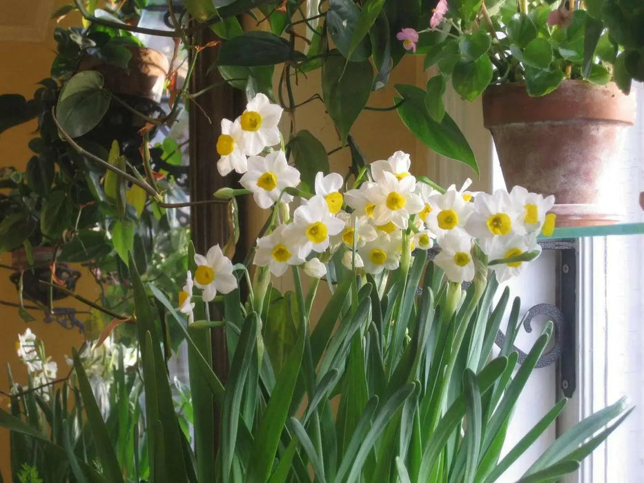 PAPERWHITE BULB , chinese sacred lily ,Great for indoor - Caribbean garden seed