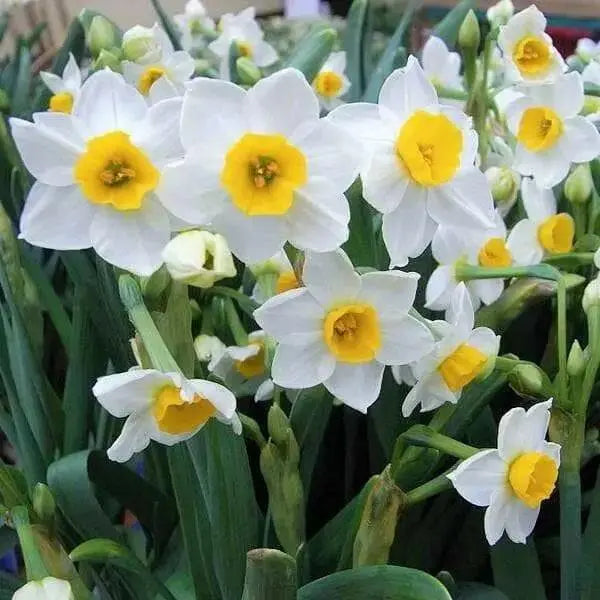 PAPERWHITE BULB , chinese sacred lily ,Great for indoor - Caribbean garden seed