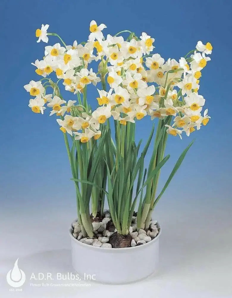 PAPERWHITE BULB , chinese sacred lily ,Great for indoor - Caribbean garden seed