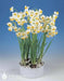 PAPERWHITE BULB , chinese sacred lily ,Great for indoor - Caribbean garden seed