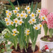 PAPERWHITE BULB , chinese sacred lily ,Great for indoor - Caribbean garden seed