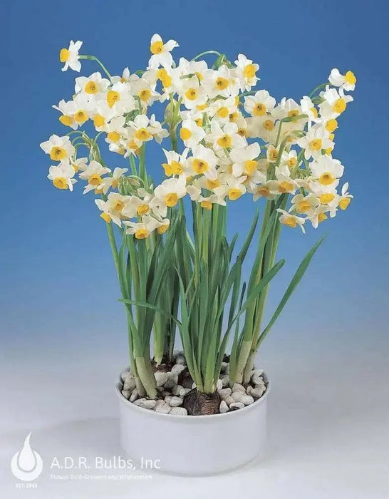 PAPERWHITE BULB , chinese sacred lily ,Great for indoor - Caribbean garden seed