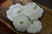 Pattypan squash - White Scallop Bush  Summer Squash ,ANNUAL Vegetable Seed ! - Caribbean garden seed