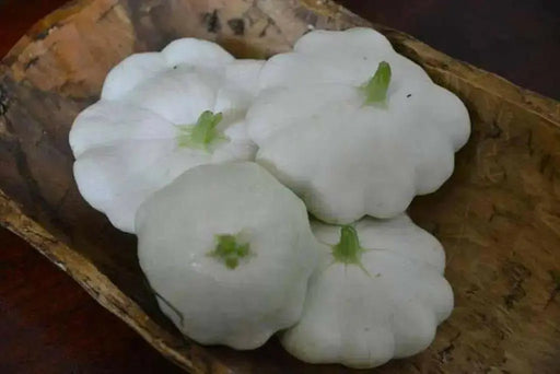 Pattypan squash - White Scallop Bush  Summer Squash ,ANNUAL Vegetable Seed ! - Caribbean garden seed