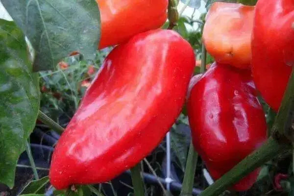 PCR Spice Paprika ,  Pepper SEEDS, (Capsicum annuum) - Caribbean garden seed