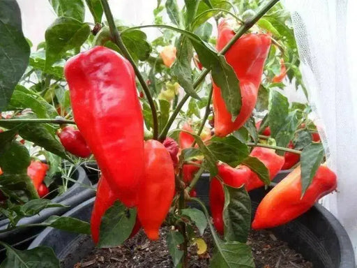 PCR Spice Paprika ,  Pepper SEEDS, (Capsicum annuum) - Caribbean garden seed