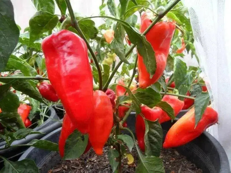 PCR Spice Paprika ,  Pepper SEEDS, (Capsicum annuum) - Caribbean garden seed