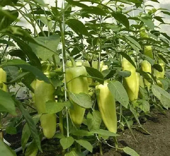 PCR Spice Paprika ,  Pepper SEEDS, (Capsicum annuum) - Caribbean garden seed