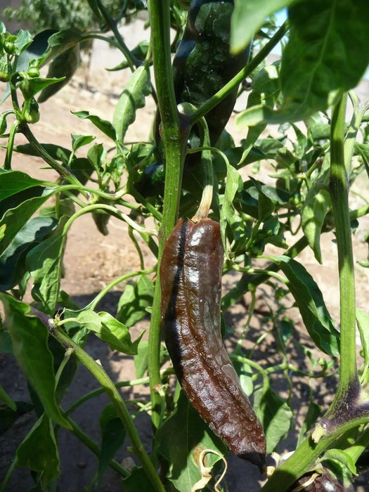 Pasilla Bajio Chilaca ,Pepper Seeds Capsicum annuum - Caribbean garden seed