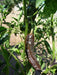 Pasilla Bajio Chilaca ,Pepper Seeds Capsicum annuum - Caribbean garden seed