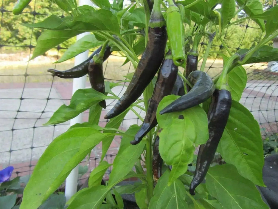 Pasilla Bajio Chilaca ,Pepper Seeds Capsicum annuum - Caribbean garden seed