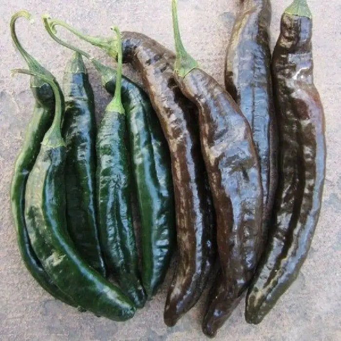 Pasilla Bajio Chilaca ,Pepper Seeds Capsicum annuum - Caribbean garden seed