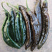 Pasilla Bajio Chilaca ,Pepper Seeds Capsicum annuum - Caribbean garden seed