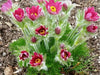 Pasque Flowers Seeds-Red  Pulsatilla Vulgarisn, Perennial - Caribbean garden seed