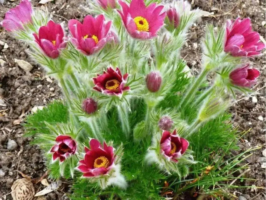 Pasque Flowers Seeds-Red  Pulsatilla Vulgarisn, Perennial - Caribbean garden seed