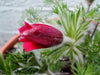 Pasque Flowers Seeds-Red  Pulsatilla Vulgarisn, Perennial - Caribbean garden seed