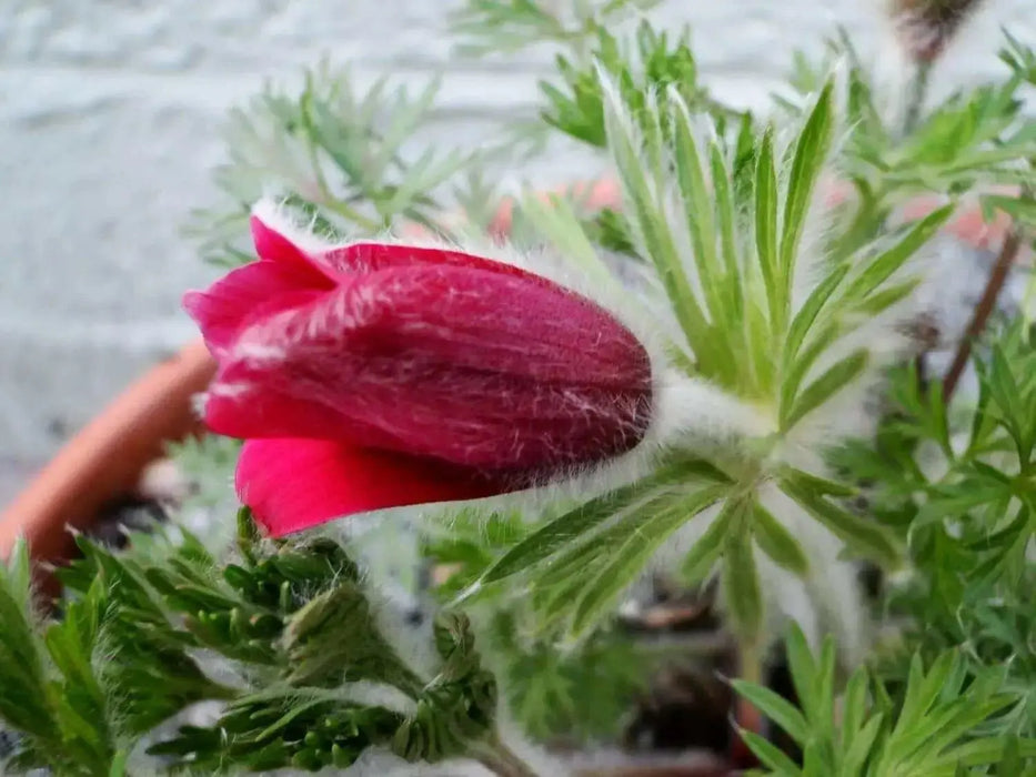 Pasque Flowers Seeds-Red  Pulsatilla Vulgarisn, Perennial - Caribbean garden seed
