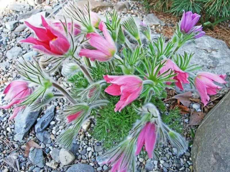 Pasque Flowers Seeds-Red  Pulsatilla Vulgarisn, Perennial - Caribbean garden seed