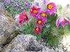 Pasque Flowers Seeds-Red  Pulsatilla Vulgarisn, Perennial - Caribbean garden seed