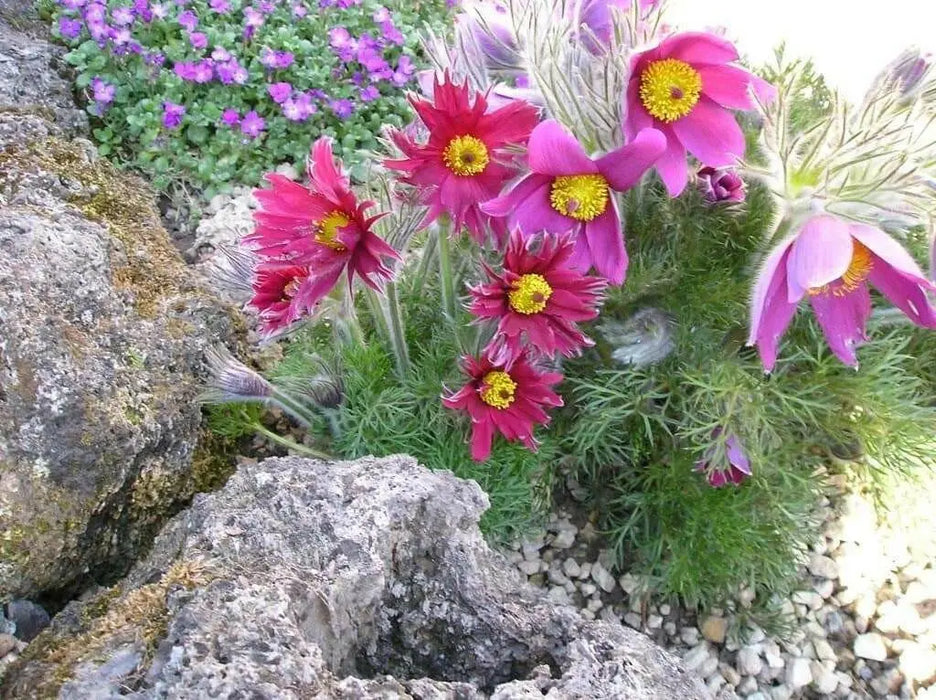 Pasque Flowers Seeds-Red  Pulsatilla Vulgarisn, Perennial - Caribbean garden seed
