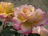 PEACE ROSE BUSH  (1 Plant) Border, Cut Flowers,Ornamental, Outdoor - Caribbean garden seed