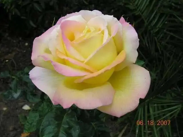 PEACE ROSE BUSH  (1 Plant) Border, Cut Flowers,Ornamental, Outdoor - Caribbean garden seed