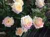 PEACE ROSE BUSH  (1 Plant) Border, Cut Flowers,Ornamental, Outdoor - Caribbean garden seed