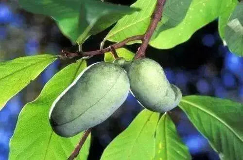 Paw Paw  PLANT SEEDS(5 Seeds ) Fruit Tree - Caribbean garden seed