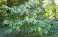 Paw Paw  PLANT SEEDS(5 Seeds ) Fruit Tree - Caribbean garden seed