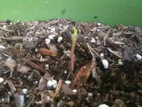 Paw Paw  PLANT SEEDS(5 Seeds ) Fruit Tree - Caribbean garden seed