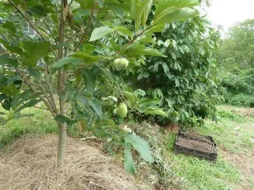 Paw Paw  PLANT SEEDS(5 Seeds ) Fruit Tree - Caribbean garden seed