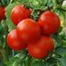 Patio (F1 Hybrid) Tomato Seeds, GARDEN VEGETABLE - Caribbean garden seed