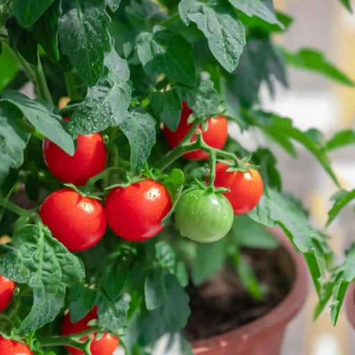 Patio (F1 Hybrid) Tomato Seeds, GARDEN VEGETABLE - Caribbean garden seed