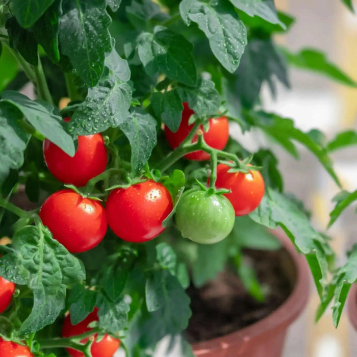 Patio (F1 Hybrid) Tomato Seeds, GARDEN VEGETABLE - Caribbean garden seed