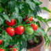 Patio (F1 Hybrid) Tomato Seeds, GARDEN VEGETABLE - Caribbean garden seed