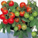 Patio (F1 Hybrid) Tomato Seeds, GARDEN VEGETABLE - Caribbean garden seed