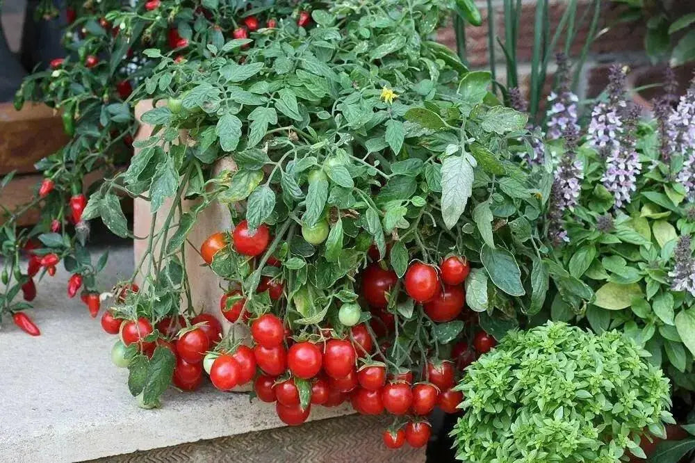 Patio (F1 Hybrid) Tomato Seeds, GARDEN VEGETABLE - Caribbean garden seed