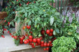 Patio (F1 Hybrid) Tomato Seeds, GARDEN VEGETABLE - Caribbean garden seed