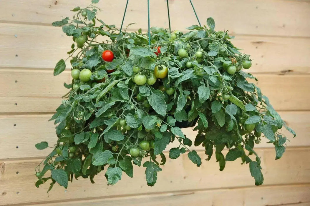 Patio (F1 Hybrid) Tomato Seeds, GARDEN VEGETABLE - Caribbean garden seed