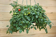 Patio (F1 Hybrid) Tomato Seeds, GARDEN VEGETABLE - Caribbean garden seed