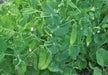 Pea seeds,mammoth melting sugar snow peas~1/2 Pound - Caribbean garden seed