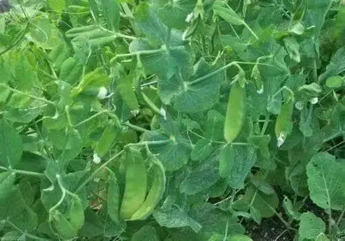 Pea seeds,mammoth melting sugar snow peas~1/2 Pound - Caribbean garden seed