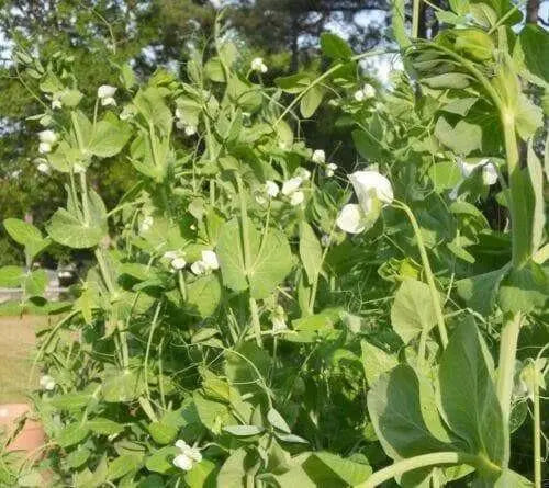 Pea seeds,mammoth melting sugar snow peas~1/2 Pound - Caribbean garden seed