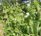 Pea seeds,mammoth melting sugar snow peas~1/2 Pound - Caribbean garden seed