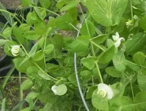 Pea seeds,mammoth melting sugar snow peas~1/2 Pound - Caribbean garden seed