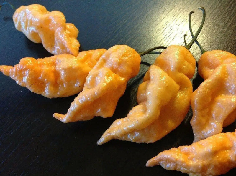 PEACH Ghost Pepper - Capsicum chinense, HOT, GARDEN ANNUAL - Caribbean garden seed