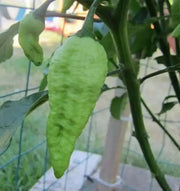 PEACH Ghost Pepper - Capsicum chinense, HOT, GARDEN ANNUAL - Caribbean garden seed