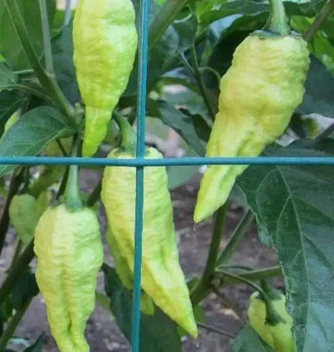 PEACH Ghost Pepper - Capsicum chinense, HOT, GARDEN ANNUAL - Caribbean garden seed