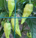 PEACH Ghost Pepper - Capsicum chinense, HOT, GARDEN ANNUAL - Caribbean garden seed