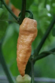 PEACH Ghost Pepper - Capsicum chinense, HOT, GARDEN ANNUAL - Caribbean garden seed